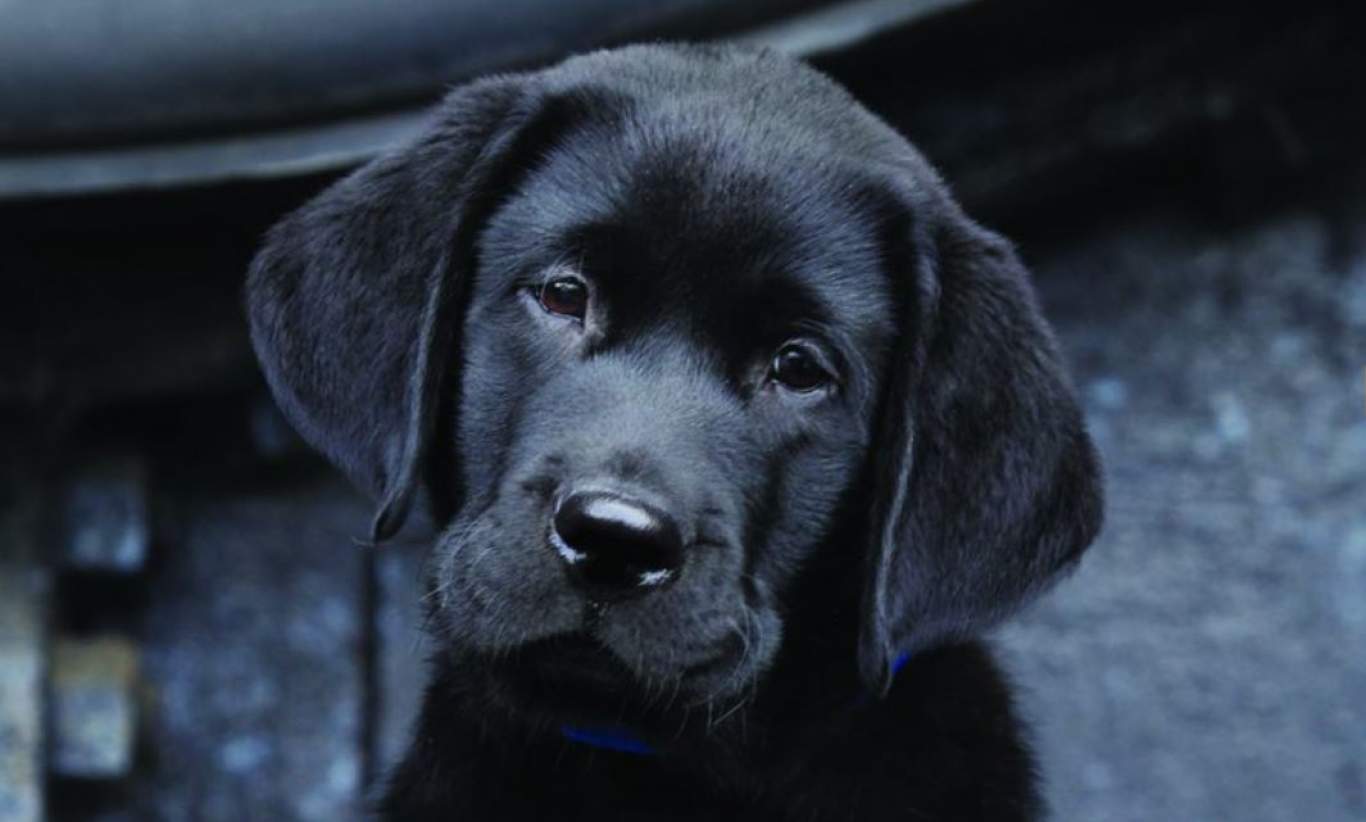 Guide Dogs Tasmania Puppy Love Wilson Homes